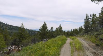 40 acre Forested parcel includes base of the hill and part of the hill - Views Trees