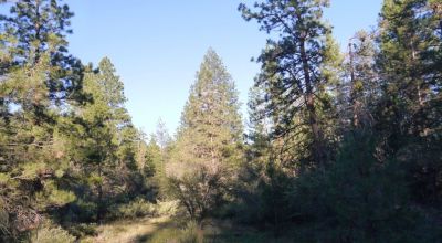 Adjoins Forest Service lands  3 treed lots * 2 together & 1 lot separted by a lot. Buy 1 or 2