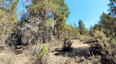 Southerly facing parcel above Sprague River Valley *  TREES