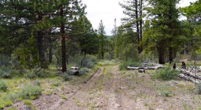 Southern Oregon Forested 10 acres - Trees - Views