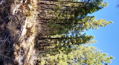 Privacy  *Trees * Southern Oregon Ferguson Mountain * OWF