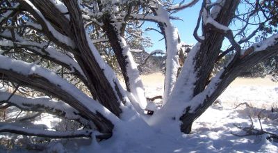 Candy Kitchen area New Mexico - Treed Parcel - Camp RV Build