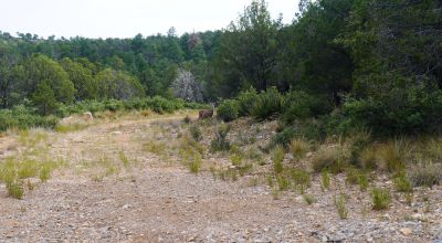 Privacy on dead-end road - Timberon New Mexico on hill Easterly facing