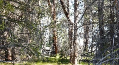 Remote - Island of Trees and Wet Weather Creek