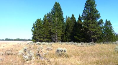 Remote - Island of Trees and Wet Weather Creek