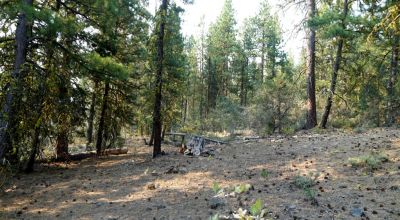 3 adjoining Lots - Trees Trees Trees - Quiet and Seclusion