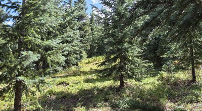 Ouray Colorado -  Red Mountain Mining District- 10 Acres Treed Mountain land