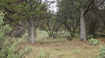 Forested Southern Oregon Property * Residential lot