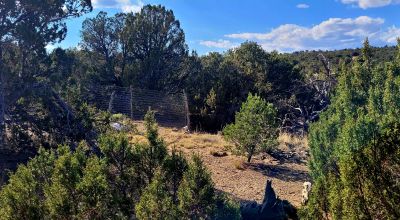 Treed Parcel - Arroyo at Back Property Line - Views - Near 2 Lakes