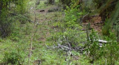 Southern Oregon Forested 10 acres - Trees - Views