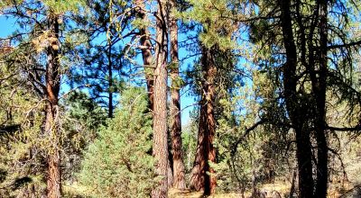 Trees - Meadows - Small Stream - Aspens