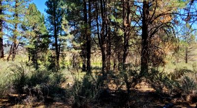 Heavily Treed - Power - Backs to Large Open Ranch