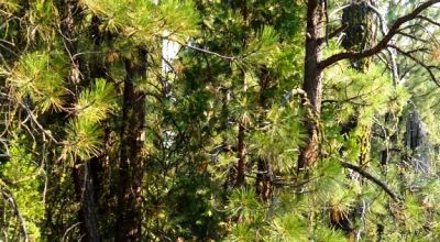 3 adjoining Lots - Trees Trees Trees - Quiet and Seclusion