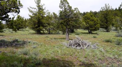 20 acres Oregon Forested Mountain land  near Lakeview & Drews Gap Summit