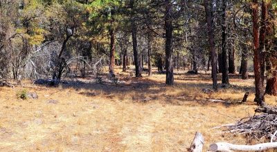 Forest like settings near Bly Mountain Pass * Mobiles, modulars, site-builds allowed