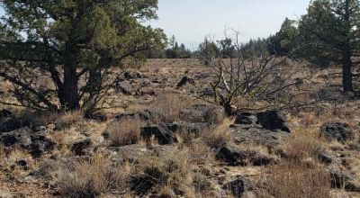 Remote Oregon wilderness. On Mesa near the Rim