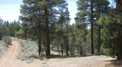 3 adjoining treed lots on cul de sac *