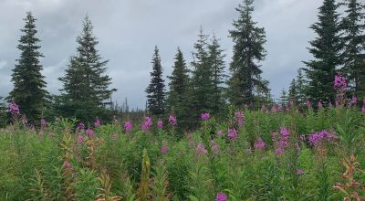 Trees and Meadows 5+ acres near Anchor Point & Homer Alaska