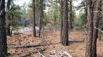Forested Lot  Camp * RV * Build