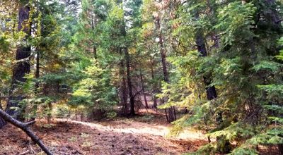 Heavily Forested property with incomplete steel pole metal roof shed/barn