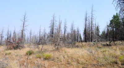 2 adjoining undeveloped residential Lots near Beatty Oregon  * REDUCED due to fire several years ago