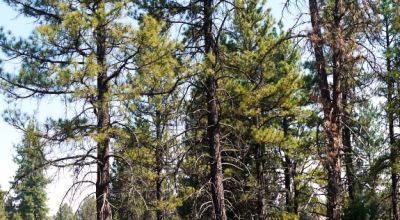 Southern Oregon Sprague River - Trees - Power - Main Road Access