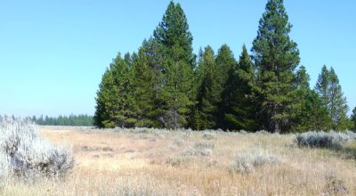 Remote - Island of Trees and Wet Weather Creek