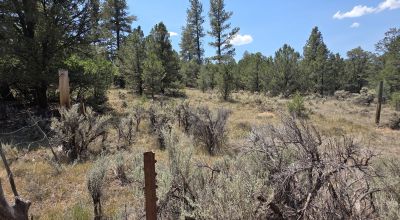 New Mexico Forested Mountain land - Borders Santa Fe National Forest & BLM Lands