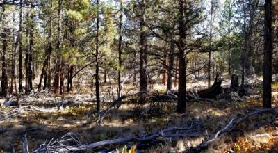 Privacy  *Trees * Southern Oregon Ferguson Mountain * OWF