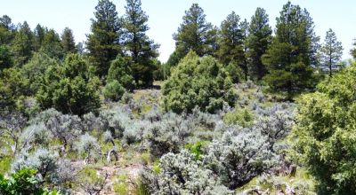 Two Adjacent Lots in Tierra Amarilla - Over One Acre - Wooded
