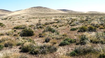 80 acres of Rolling Hills  only $49,000