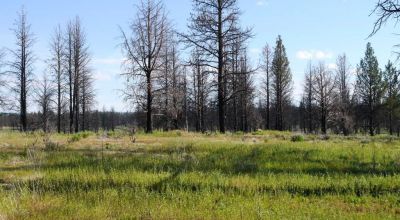 REDUCED * 2 adjoining lots Klamath County Oregon * burned in Fire several years ago.