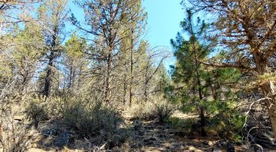 Southerly facing parcel above Sprague River Valley *  TREES