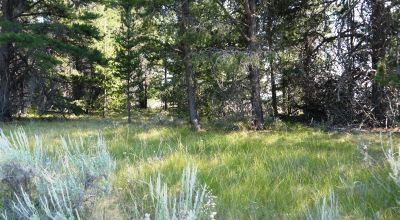 Remote - Island of Trees and Wet Weather Creek