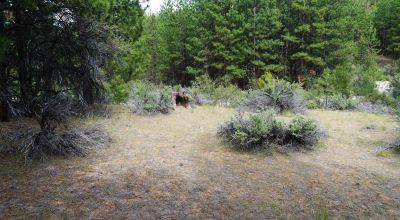 Forested Southern Oregon Property * Residential lot