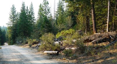 3 adjoining Lots - Trees Trees Trees - Quiet and Seclusion