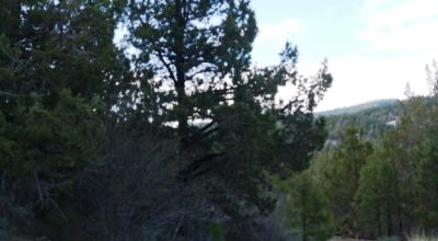 40 acre Forested parcel includes base of the hill and part of the hill - Views Trees