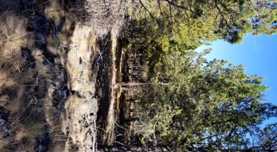 Privacy  *Trees * Southern Oregon Ferguson Mountain * OWF
