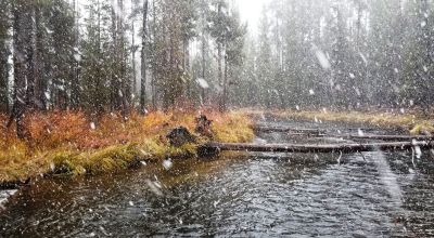 Pristine forest land with Crescent Creek - Trees - Meadows