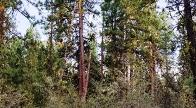 Forested Residential Buildable Parcel