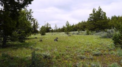 20 acres Oregon Forested Mountain land  near Lakeview & Drews Gap Summit