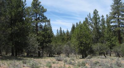 3 adjoining treed lots on cul de sac *