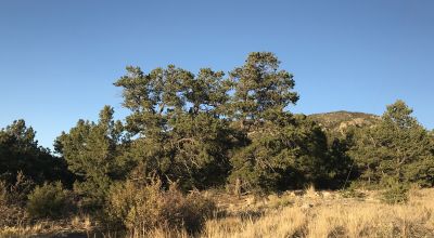 1 Acre Buildable lot in the gated Zapata Subdivision