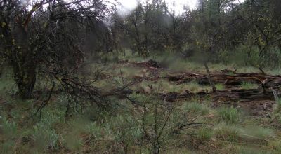 Forested Southern Oregon Property * Residential lot