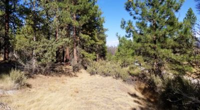 Privacy  *Trees * Southern Oregon Ferguson Mountain * OWF