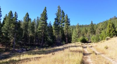 40 acre Forested parcel includes base of the hill and part of the hill - Views Trees