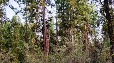 Forested Residential Buildable Parcel