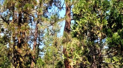 Spacious Treed Parcel - Southerly facing - 5+ acres