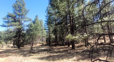 20 Acres with Trees bordering BLM lands - El Morro Ranches