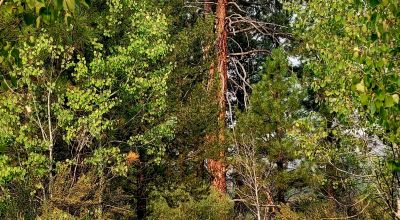 Private 481 acres - 3 sides Winema National Forest - Cooks Canyon - Pines Aspens Spruce Firs